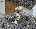 Capi_Dubne_20260615_081004.jpg