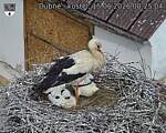 Capi_Dubne_20260615_082504.jpg