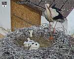 Capi_Dubne_20260615_085003.jpg