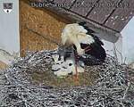 Capi_Dubne_20260615_091503.jpg