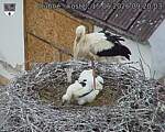 Capi_Dubne_20260615_092003.jpg