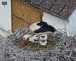 Capi_Dubne_20260615_100503.jpg