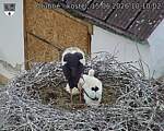 Capi_Dubne_20260615_101002.jpg