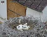 Capi_Dubne_20260615_101503.jpg