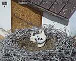 Capi_Dubne_20260615_102002.jpg