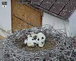 Capi_Dubne_20260615_102503.jpg