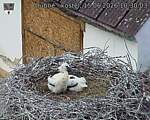 Capi_Dubne_20260615_103003.jpg