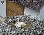 Capi_Dubne_20260615_103503.jpg
