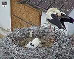 Capi_Dubne_20260615_110002.jpg