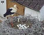 Capi_Dubne_20260615_110502.jpg