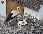 Capi_Dubne_20260615_111503.jpg