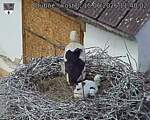 Capi_Dubne_20260615_114002.jpg