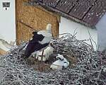 Capi_Dubne_20260615_114503.jpg