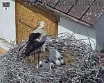 Capi_Dubne_20260615_120003.jpg