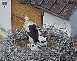 Capi_Dubne_20260615_121003.jpg