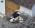 Capi_Dubne_20260615_122003.jpg
