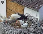 Capi_Dubne_20260615_123503.jpg
