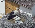 Capi_Dubne_20260615_130504.jpg