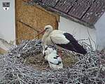 Capi_Dubne_20260615_133003.jpg
