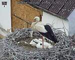 Capi_Dubne_20260615_135503.jpg