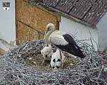 Capi_Dubne_20260615_140502.jpg