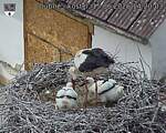 Capi_Dubne_20260615_142003.jpg