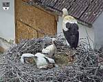 Capi_Dubne_20260615_143002.jpg