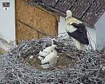 Capi_Dubne_20260615_143503.jpg