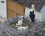 Capi_Dubne_20260615_144003.jpg