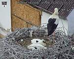 Capi_Dubne_20260615_150503.jpg