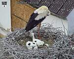 Capi_Dubne_20260615_155503.jpg