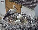 Capi_Dubne_20260615_161503.jpg