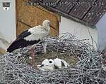 Capi_Dubne_20260615_162504.jpg