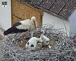 Capi_Dubne_20260615_163002.jpg