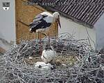 Capi_Dubne_20260615_170003.jpg
