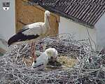 Capi_Dubne_20260615_170504.jpg