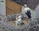 Capi_Dubne_20260615_171003.jpg