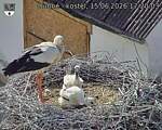 Capi_Dubne_20260615_172003.jpg