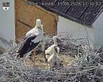 Capi_Dubne_20260615_173002.jpg