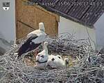 Capi_Dubne_20260615_174003.jpg