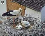 Capi_Dubne_20260615_174505.jpg