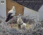 Capi_Dubne_20260615_175003.jpg