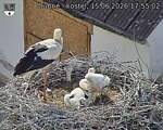 Capi_Dubne_20260615_175502.jpg