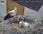 Capi_Dubne_20260615_180004.jpg