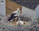 Capi_Dubne_20260615_182503.jpg