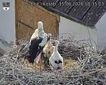 Capi_Dubne_20260615_183503.jpg
