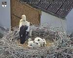 Capi_Dubne_20260615_185503.jpg