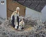 Capi_Dubne_20260615_190003.jpg