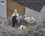Capi_Dubne_20260615_190505.jpg