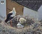 Capi_Dubne_20260615_193003.jpg